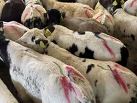 公牛, Cattle — 照片 2