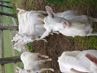 Goat, Goats — photo 2