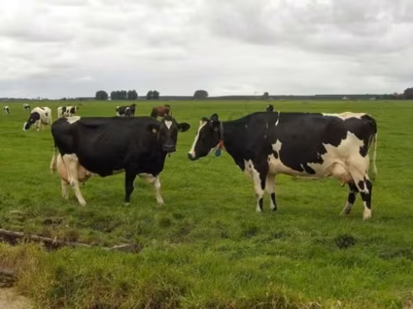Kuh, Holstein-Rasse — Russland