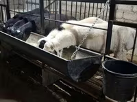 Ram, Sheep — photo 7