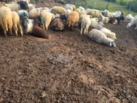 Sheep, Sheep — photo 1