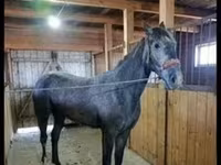 Stute, Orlov Trotter — Foto 3