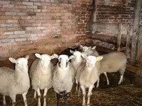 كبش, Katum sheep — الصورة 1