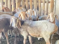 Widder, Rhon sheep — Foto 5