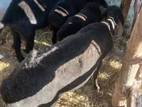 Ram, Sheep — photo 3