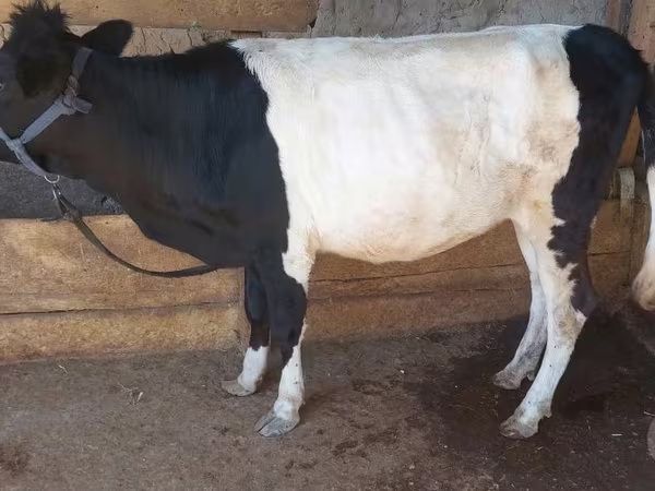Сиыр, Ірі қара
