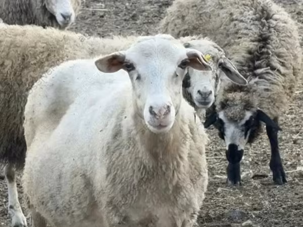 Schaf, Katum sheep
