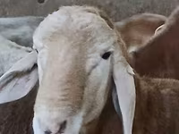 Carnero, Arashan sheep — foto 7