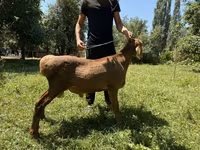 Қошқар, Rhon sheep — 2-сурет