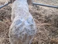Toro, Charolais cattle — foto 8