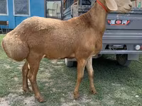 Carnero, Arashan sheep — foto 2