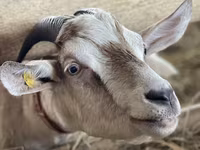 बकरी, Nubian Goat — फ़ोटो 4