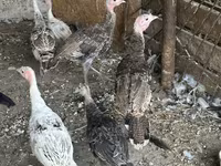 Turkeys — 5-сурет