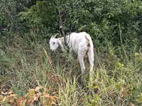 Теке, Nubian Goat — 2-сурет