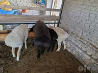 Ram, Sheep — photo 3