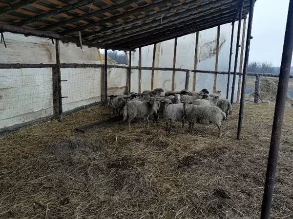 Widder, Romanov sheep