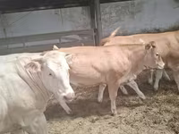 Vaca, Blonde d’Aquitane cattle — foto 6