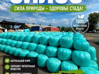 Силос кукуруза очень много высшего качества звоните пишите — الصورة 4