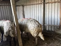 公羊, Sheep — 照片 3