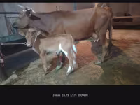 Cow, Cattle — photo 4