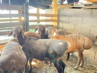 Widder, Rhon sheep — Foto 8