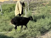 公羊, Sheep — 照片 4