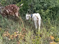 Теке, Nubian Goat — 1-сурет