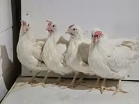 एडलर सिल्वर — फ़ोटो 2