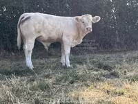 Toro, Raza de vaca — foto 2