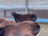 Ram, Sheep — photo 3