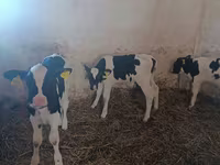Toro, Ganado vacuno — foto 4