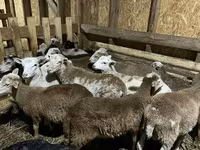 Ram, Edilbay sheep — photo 8