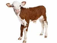 Premixuri pentru animale şi păsări / Премиксы для птиц и животных — الصورة 5