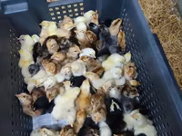 Chickens — 3-сурет