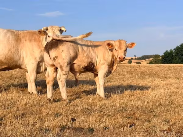 Бұқа, Charolais cattle