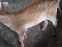 Сиыр, Swiss cattle — 6-сурет