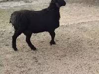 Ram, Rhon sheep — photo 2