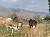 Vaca, Red Estonian cattle — foto 4