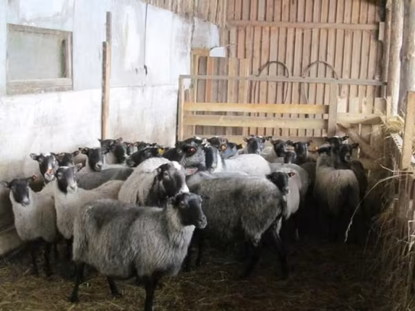 भेड़, Romanov sheep — रूस