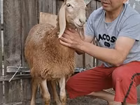 Ram, Arashan sheep — photo 6
