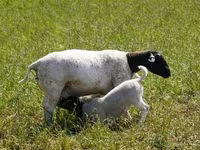 公羊, Kuibyshev sheep — 照片 7