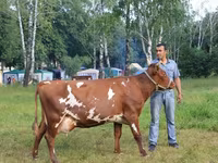 Cow, Holstein breed — photo 5