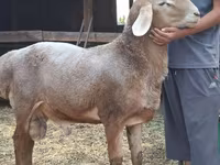 Ram, Arashan sheep — photo 3