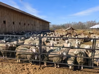 公羊, Kuibyshev sheep — 照片 3