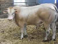Бұқа, Blonde d’Aquitane cattle — 1-сурет