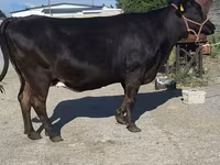 Vaca, Raza Holstein — foto 3