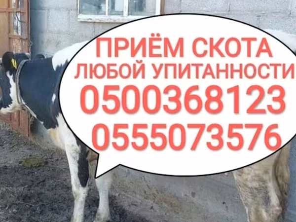 Бұқа, Ірі қара — Қырғызстан