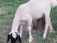 公羊, Sheep — 照片 5