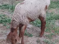 公羊, Sheep — 照片 6