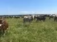 Cow, Holstein breed — photo 4
